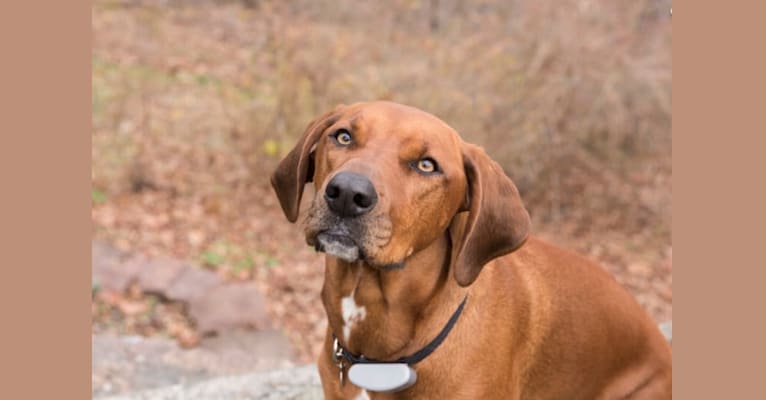 Redbone coonhound and beagle mix outlet