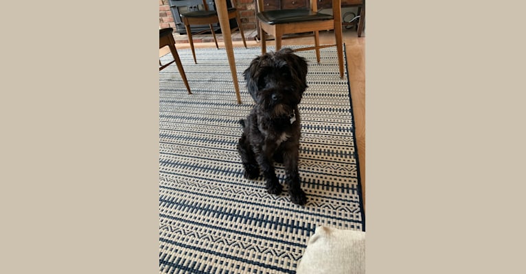 Marlowe, a Miniature Schnauzer and Poodle (Small) mix tested with EmbarkVet.com