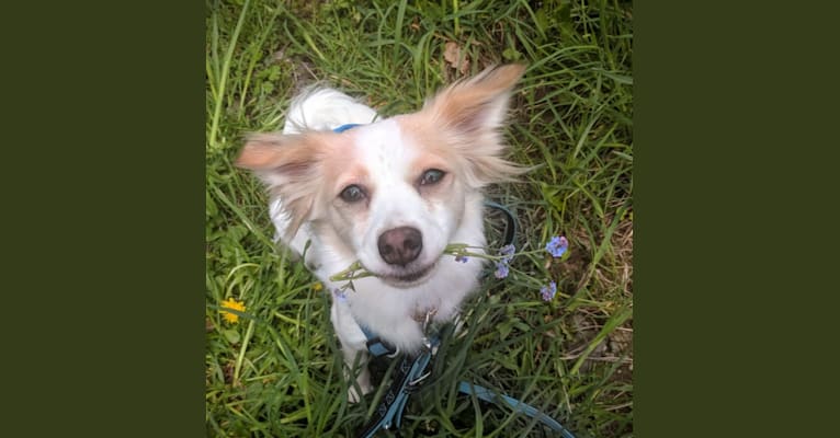 Lizzy (Eliza/Elizabeth), an Eastern European Village Dog and Pekingese mix tested with EmbarkVet.com