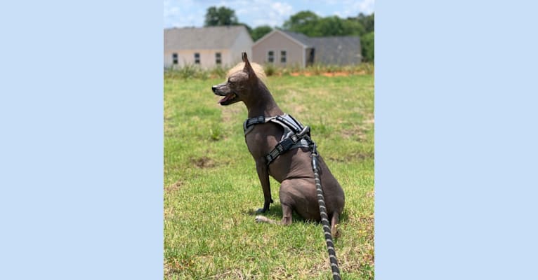 Pearl, a Xoloitzcuintli tested with EmbarkVet.com