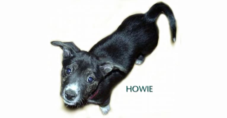 Howard, a Schipperke and American Pit Bull Terrier mix tested with EmbarkVet.com