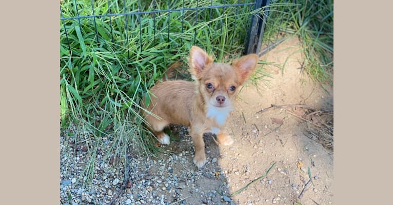 Cinna, a Chihuahua tested with EmbarkVet.com