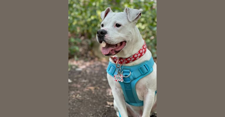 Fetty, an American Pit Bull Terrier and American Staffordshire Terrier mix tested with EmbarkVet.com