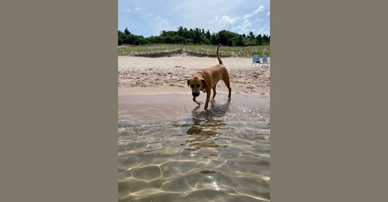 Simon, an American Pit Bull Terrier and Catahoula Leopard Dog mix tested with EmbarkVet.com