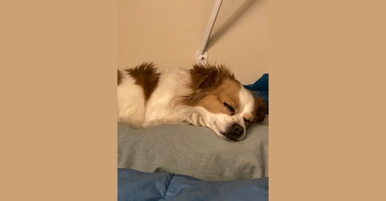 Rooster, a Chihuahua and Pekingese mix tested with EmbarkVet.com