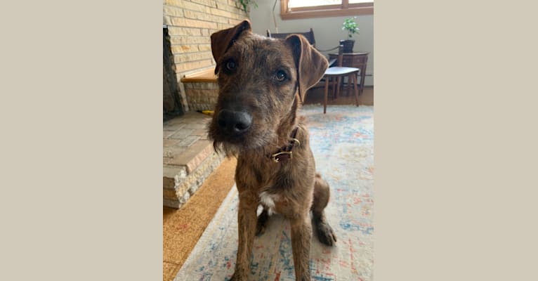 Airedale pit mix store