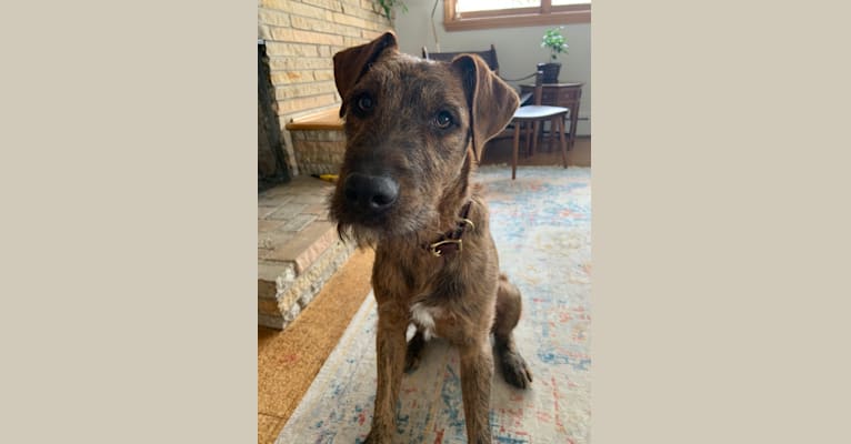 Brooks, an Airedale Terrier and American Pit Bull Terrier mix tested with EmbarkVet.com