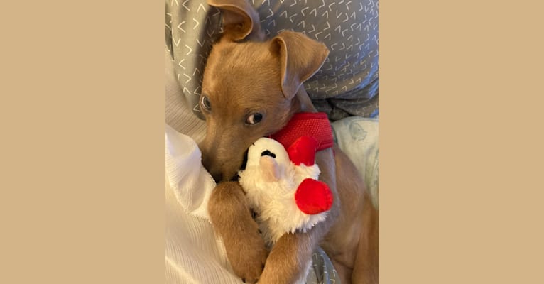 Mikey, a Dachshund and Chihuahua mix tested with EmbarkVet.com