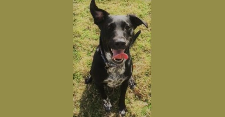 Hudson, a Labrador Retriever and Australian Cattle Dog mix tested with EmbarkVet.com