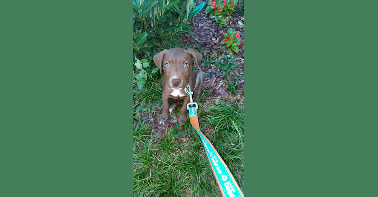 Valkyrie, a Golden Retriever and Labrador Retriever mix tested with EmbarkVet.com