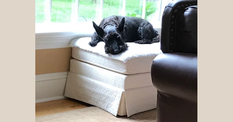 Dughall, a Scottish Terrier tested with EmbarkVet.com
