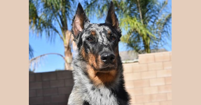 Oshi, a Beauceron tested with EmbarkVet.com