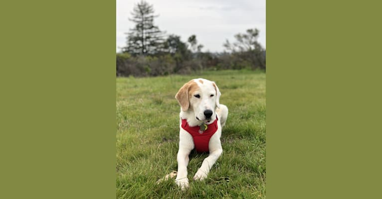 Bucket, a Labrador Retriever and Treeing Walker Coonhound mix tested with EmbarkVet.com
