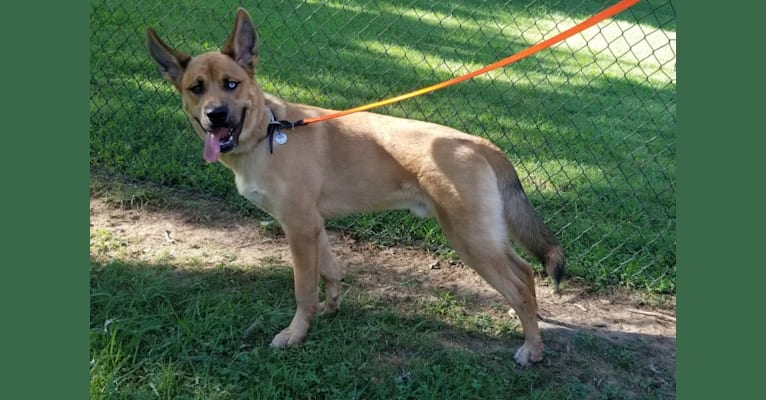 Canyon, a Siberian Husky and Saint Bernard mix tested with EmbarkVet.com