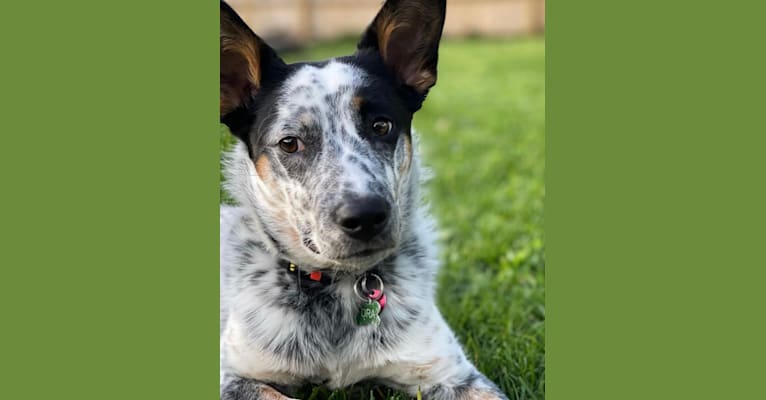 Ora, an Australian Cattle Dog and Rottweiler mix tested with EmbarkVet.com
