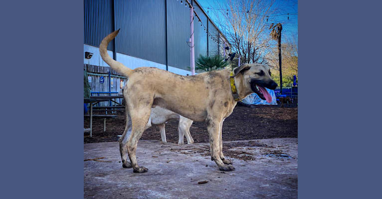 Cuckoo, an Anatolian Shepherd Dog and American Pit Bull Terrier mix tested with EmbarkVet.com