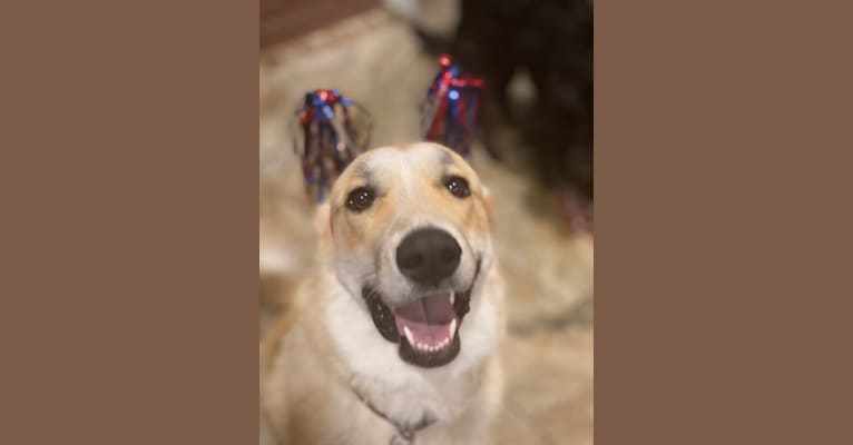 Photo of Maverick, a Great Pyrenees, Australian Shepherd, and German Shepherd Dog mix in Denton, Texas, USA