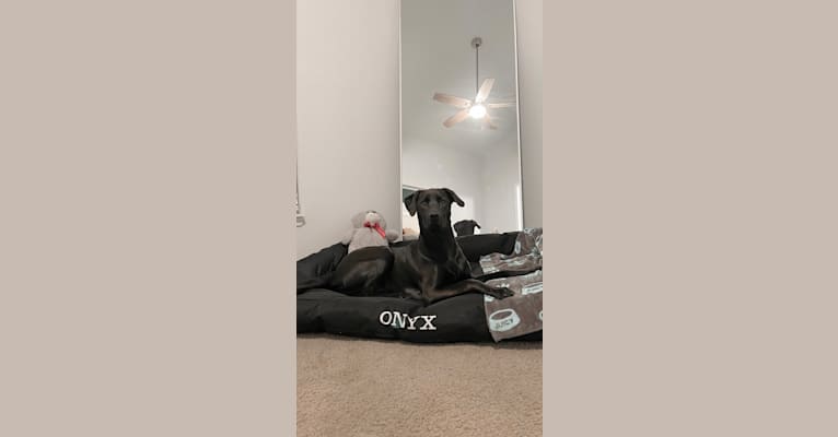 Onyx, a Labrador Retriever and American Pit Bull Terrier mix tested with EmbarkVet.com