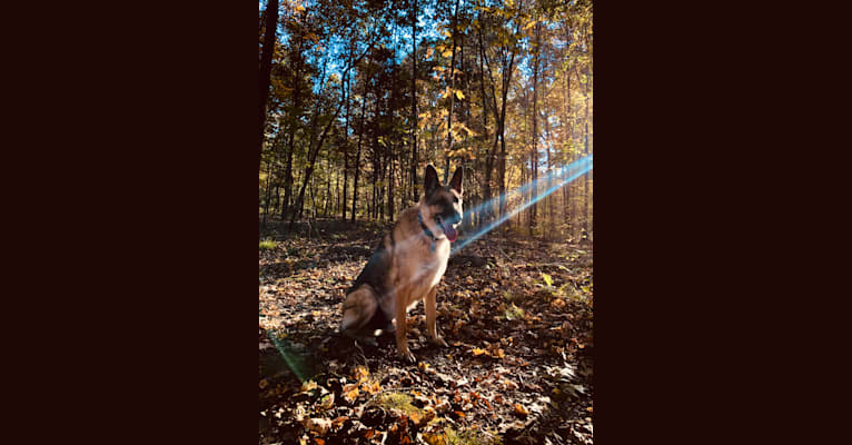 Photo of Huttser, a German Shepherd Dog  in Piedmont, MO, USA