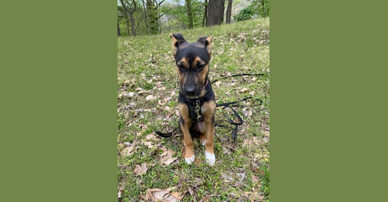 Lola, a German Shepherd Dog and American Pit Bull Terrier mix tested with EmbarkVet.com