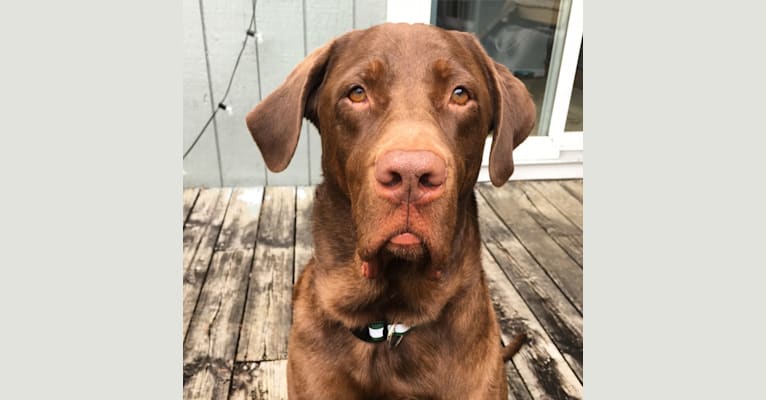 Bruce, a Labrador Retriever (12.5% unresolved) tested with EmbarkVet.com