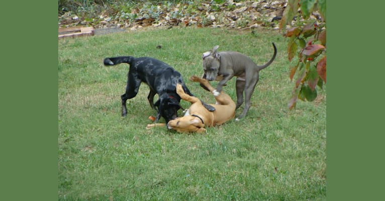 Creedence, an American Pit Bull Terrier and American Staffordshire Terrier mix tested with EmbarkVet.com