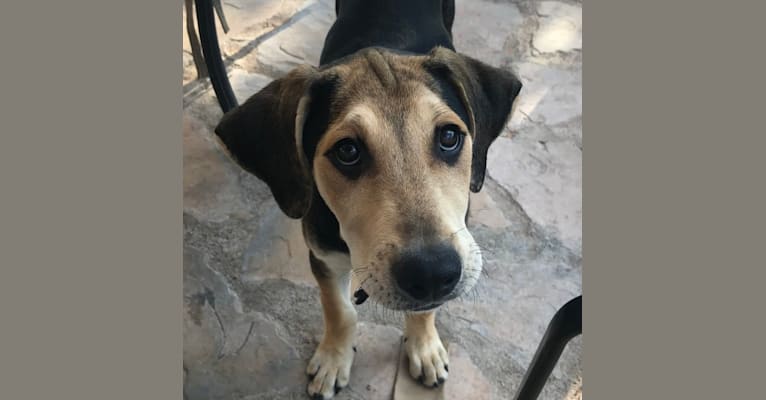 Quinn, a Labrador Retriever and German Shepherd Dog mix tested with EmbarkVet.com