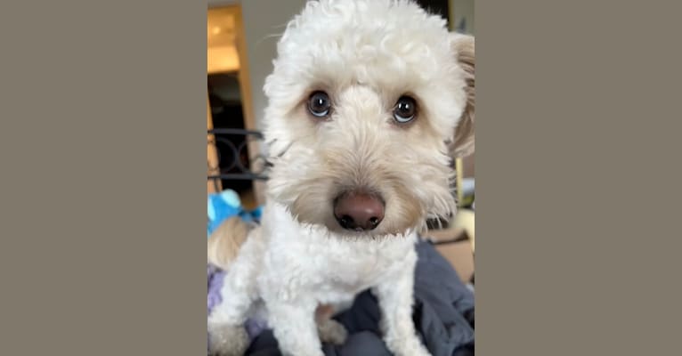 Photo of Jackson, a Poodle (Small), Yorkshire Terrier, and Shih Tzu mix in Reno, Nevada, USA
