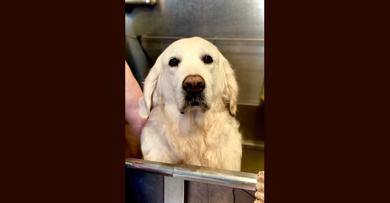 Embark Dog Dna Test Breed