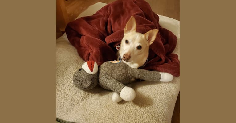 Basil, a Chihuahua and Miniature Pinscher mix tested with EmbarkVet.com