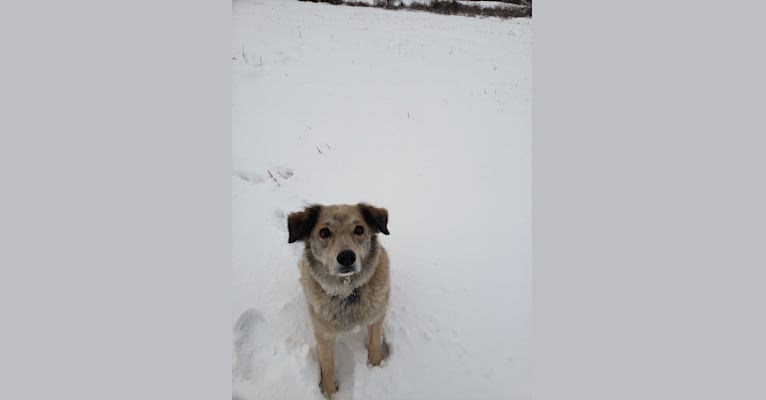 Kayman, an American Pit Bull Terrier and Australian Shepherd mix tested with EmbarkVet.com