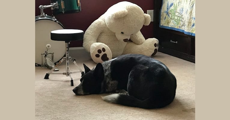 Bandit, a German Shepherd Dog and Border Collie mix tested with EmbarkVet.com