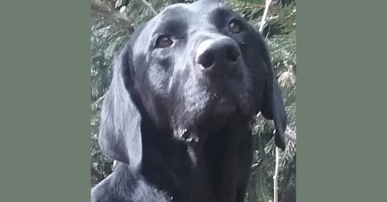 Bubby, a Labrador Retriever tested with EmbarkVet.com