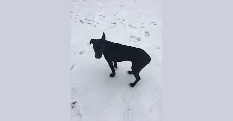 Nemo, a Staffordshire Terrier and Labrador Retriever mix tested with EmbarkVet.com
