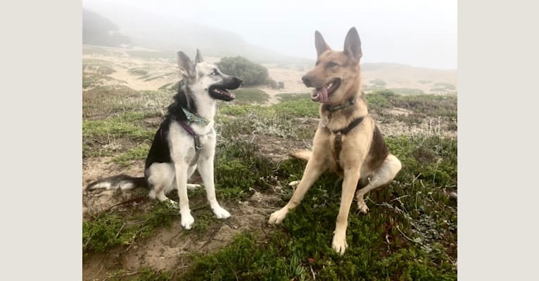 Willa, a German Shepherd Dog and Siberian Husky mix tested with EmbarkVet.com