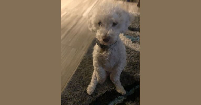 Ozzie, a Poodle (Small) and American Eskimo Dog mix tested with EmbarkVet.com