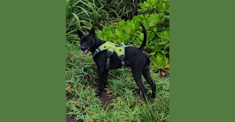 李白, a Formosan Mountain Dog tested with EmbarkVet.com