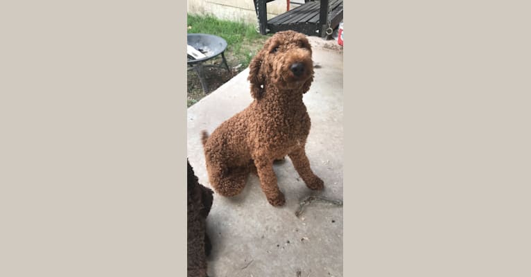 Photo of Lucy, a Poodle (Standard)  in Oklahoma City, OK, USA