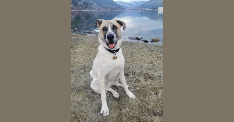 Photo of Spud, a Saint Bernard, American Pit Bull Terrier, and Akita mix in Nelson, British Columbia, Canada