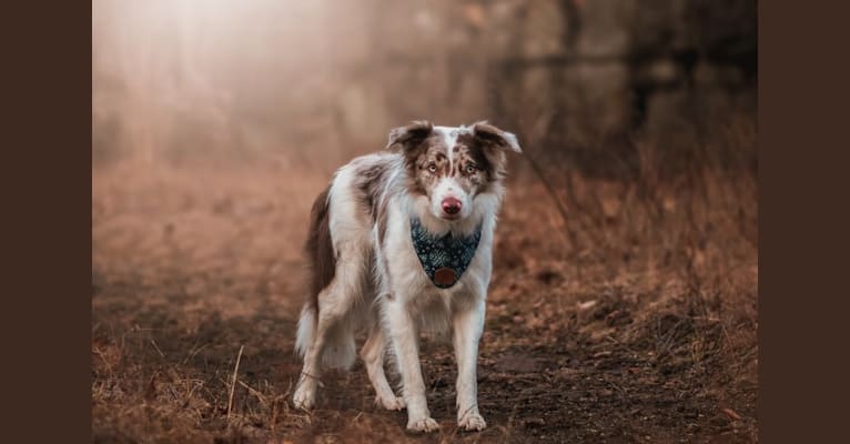 Spurs N Ashes, a Border Collie tested with EmbarkVet.com