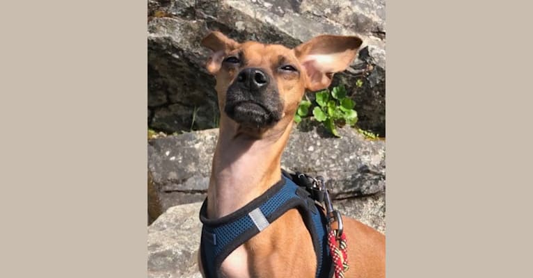 Remy, a Chihuahua and Miniature Pinscher mix tested with EmbarkVet.com