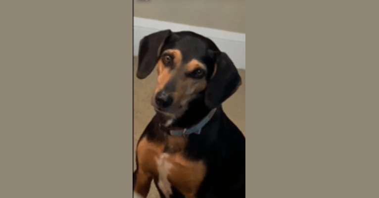 Millie, a Beagle and Mountain Cur mix tested with EmbarkVet.com