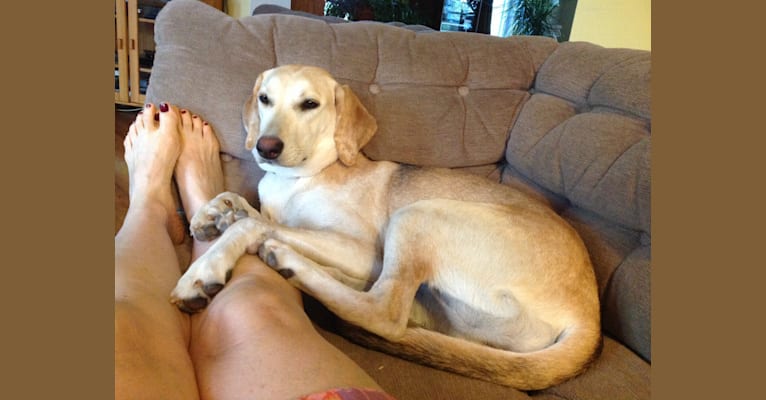 Foxhound yellow deals lab mix