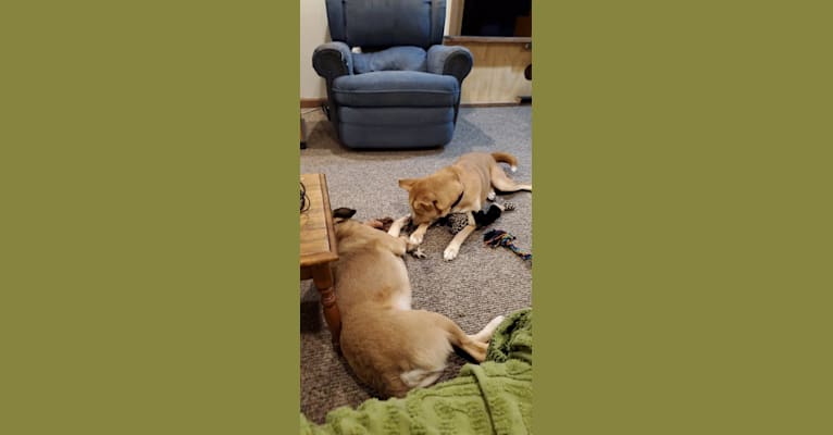 Photo of Merida, a Chow Chow, Labrador Retriever, Siberian Husky, Australian Cattle Dog, and Boxer mix in Ekron, Kentucky, USA