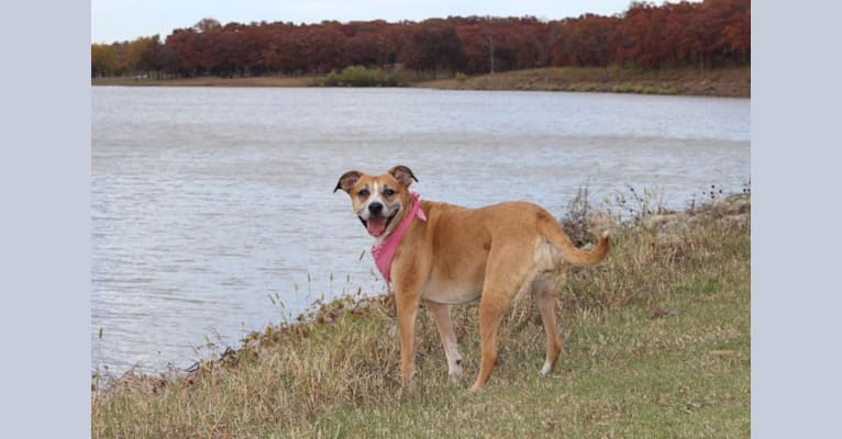 Photo of Roxie, a Boxer and Brittany mix in Joplin, Missouri, USA