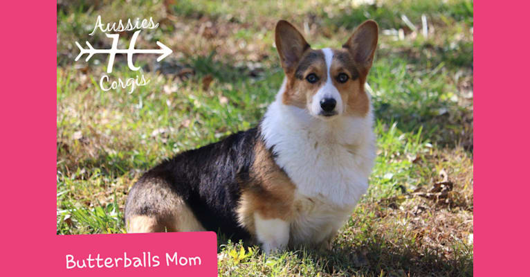 Butterball, a Pembroke Welsh Corgi tested with EmbarkVet.com