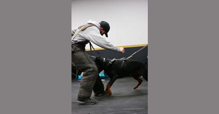 Kratos Raiju, a Rottweiler tested with EmbarkVet.com