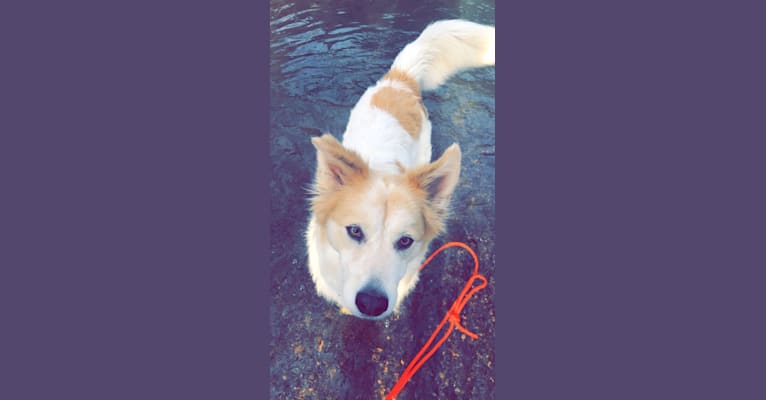 Embark Dog Dna Test Breed