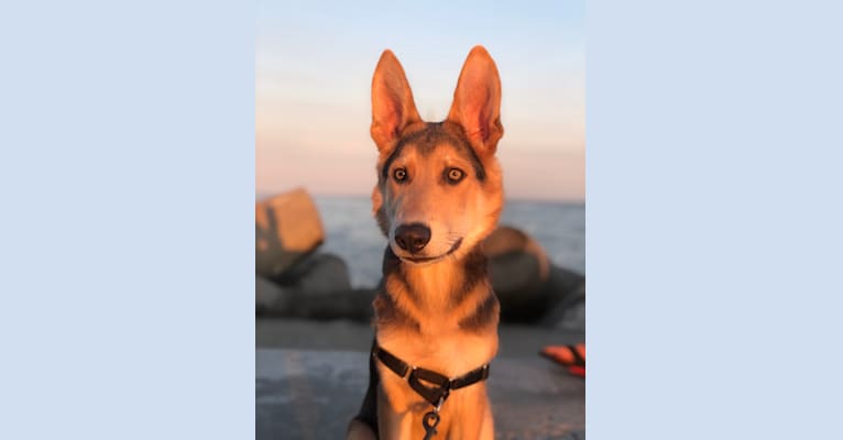Shale a dog tested with EmbarkVet.com