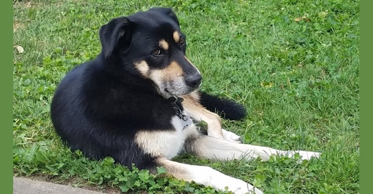 Medo, a Labrador Retriever and German Shepherd Dog mix tested with EmbarkVet.com